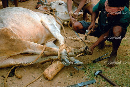 Preparing a Cow for Slaughter