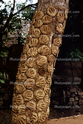 Cow Dung, drying on a tree