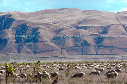 Sheep, the Grapevine, north of Los Angeles