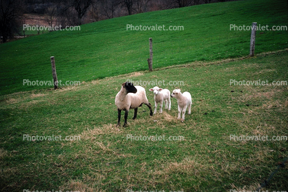 Sheep, Lambs, Fence, Field