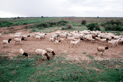 Sheep, Desert, Dirt Road, unpaved