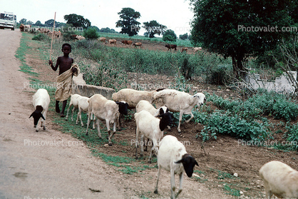 Goats, Boy, Herder, Dirt Road, unpaved