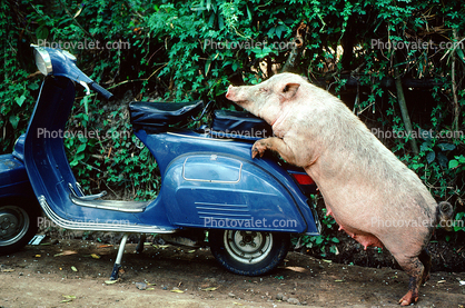 Scooter, Vespa, Bali, Indonesia, pig, Hog, funny, humorous, hilarious, sow