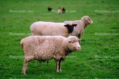 Sheep, Standing, Contemplative