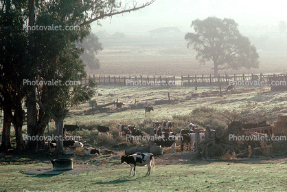 Early Morning Mist, Dairy Cows, ranch, Pleasanton