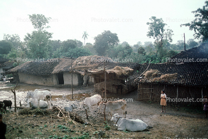 Brahma Bulls, Village, Huts, Girl