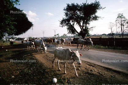 Brahma Bulls On The Road, Wardha Maharashtra