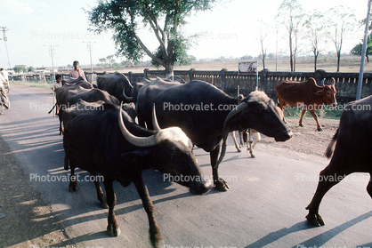 Watter Buffalo On The Road, Wardha Maharashtra