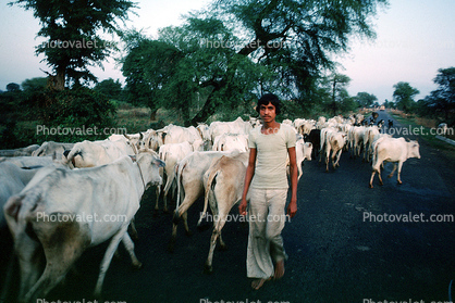 Man Herding Cows, Road, Herder, shepherd, sheepherder