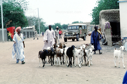 Goats, buildings, road