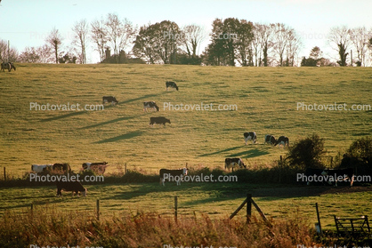 Cows, cattle, fields