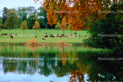 cow, water, pond, fall colors, Autumn, Trees, Vegetation, Flora, Plants, Colorful, Beautiful, Magical, Woods, Forest, Exterior, Outdoors, Outside, Bucolic, Rural, peaceful, woodlands