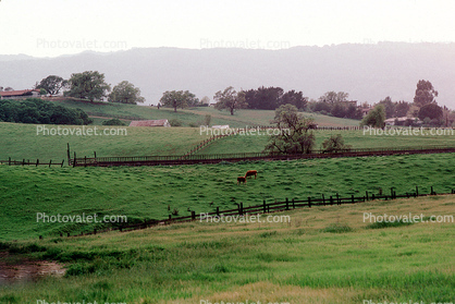 Cow, Grass Field