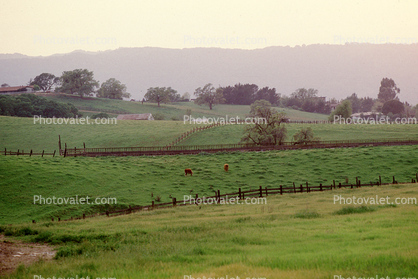 Cow, Grass Field