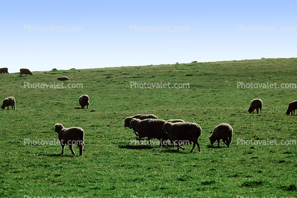 Sheep, Grass Field