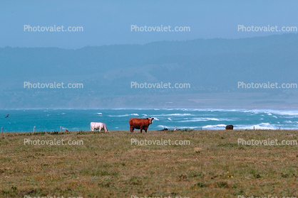Cow, cattle, hills, coastal, mountains, Pacific Ocean, water, Sonoma County Coast
