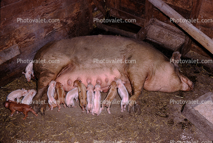 Sow and her Piglets, babies, mother, suckling, cute