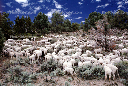 Sheep Herding, near Bodie, California, Bodie Ghost Town