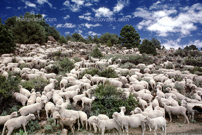 Sheep Herding, near Bodie, California, Bodie Ghost Town