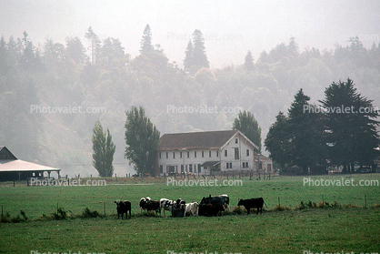 Dairy Cows, Grass, Grazing, home, house, barn, fence, trees, fields, Fernwood, Humboldt County