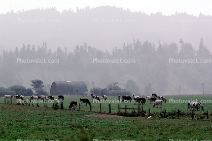 Barn, Hills, Dairy Cows, Grass, Grazing, trees, fields, Fernwood, Humboldt County