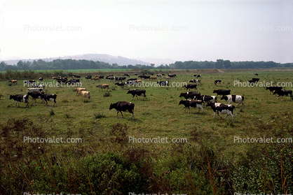 Until the Cows come Home, Fernwood, Humboldt County