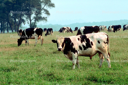 Dairy Cows, Fernwood, Humboldt County, Bull