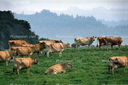 Cows Grazing, near Ferndale, Humboldt County