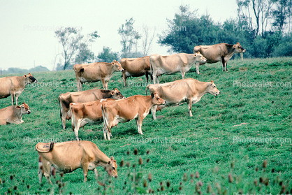 Dairy Cows, Fernwood, Humboldt County