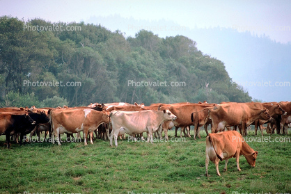 Dairy Cows, Fernwood, Humboldt County