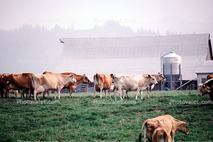Dairy Cows, Barn, Fernwood, Humboldt County