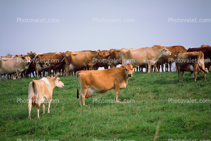 Cows Grazing, near Ferndale, Humboldt County