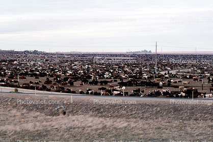 Beef Cows Waiting to be slaughtered