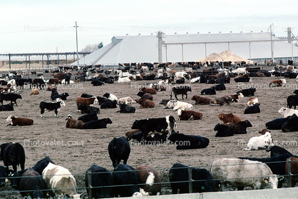 Beef Cows Waiting to be slaughtered