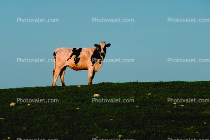 Cows, Monterey County
