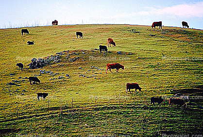 Cow, San Luis Obispo County
