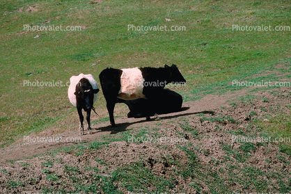 Beef Cows, Altamont Pass, California