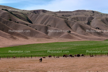 Beef Cows, Diablo Range, Carizzo Plain