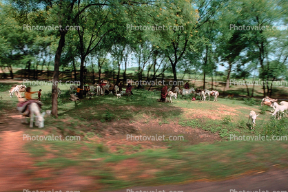 Cow, Bayad Taluka, Gujarat, India