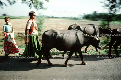 Brahma, Girl, Cattle