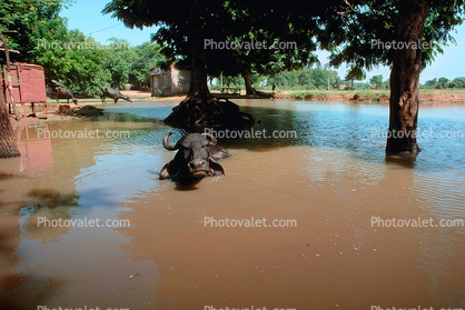 asian water buffalo, Cow, Bayad Taluka, Gujarat, India