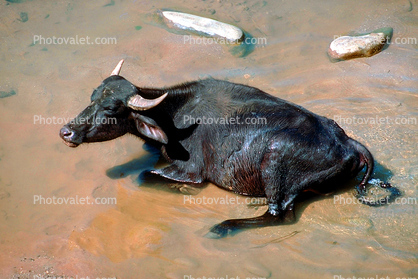 asian water buffalo, Araniko Highway