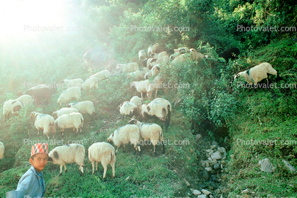Goats, Nepal, Araniko Highway