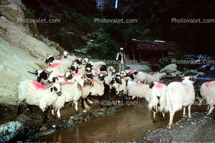 Goats, Nepal, Araniko Highway
