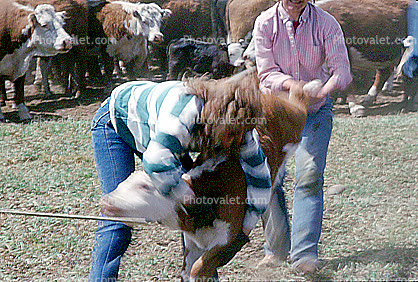 taking down a calf, Branding, Round-up, Wyoming