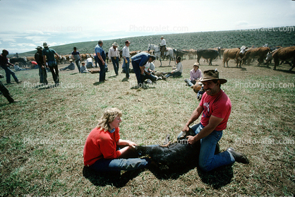 Branding, Calf, inoculating a calf, Cowboy