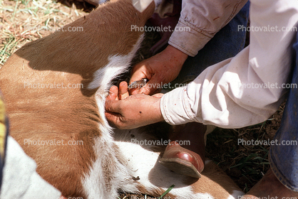 inoculating a calf, Branding, Calf