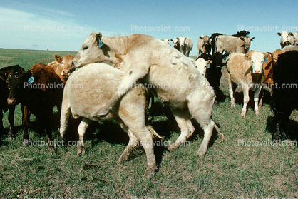 Mating Cow, Bull, Cattle