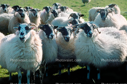 Sheep, Kilmartin Valley, Scotland