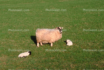Sheep, Lamb, Kilmartin Valley, Scotland